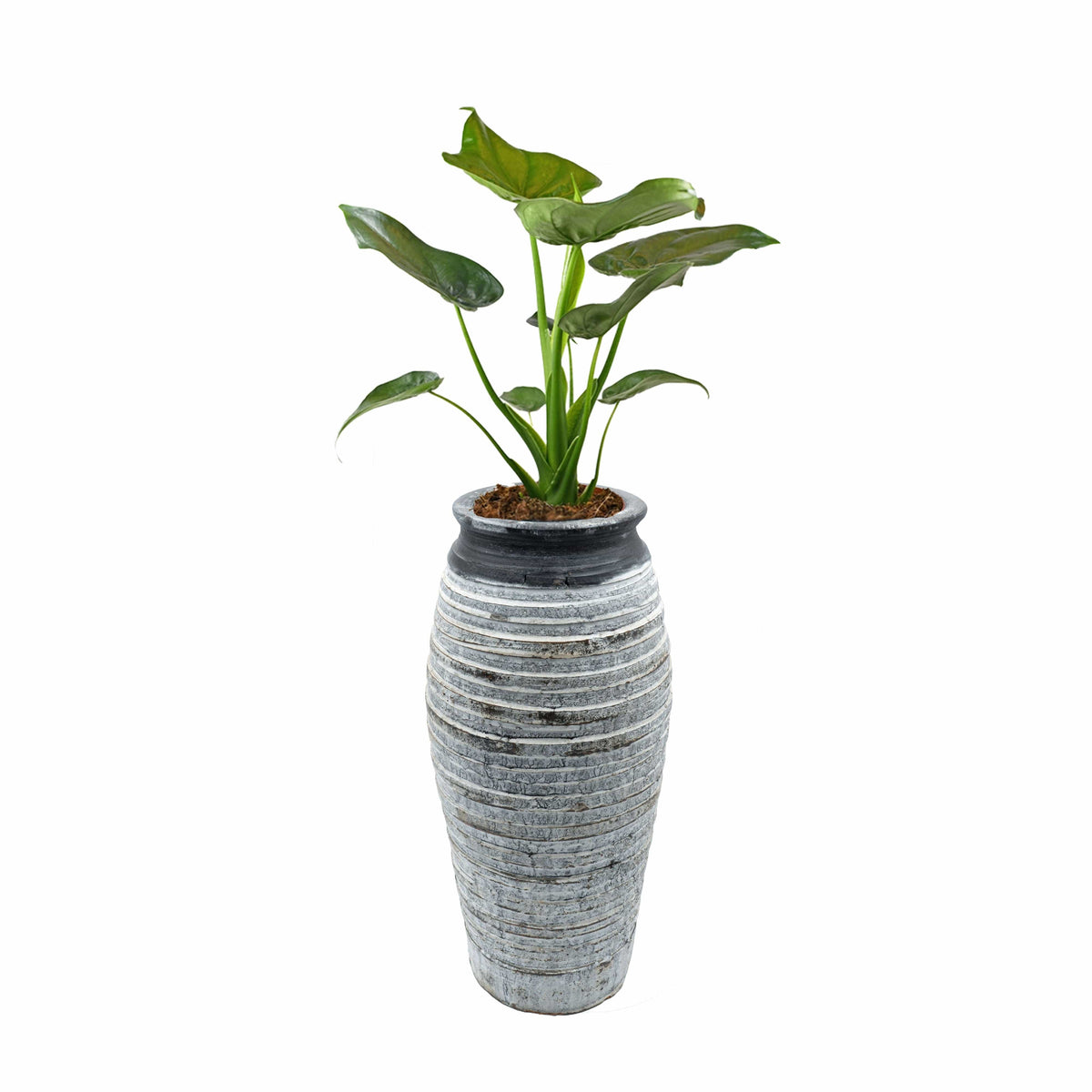 Weiss-grau-schwarze Vase mit Beispielspflanze