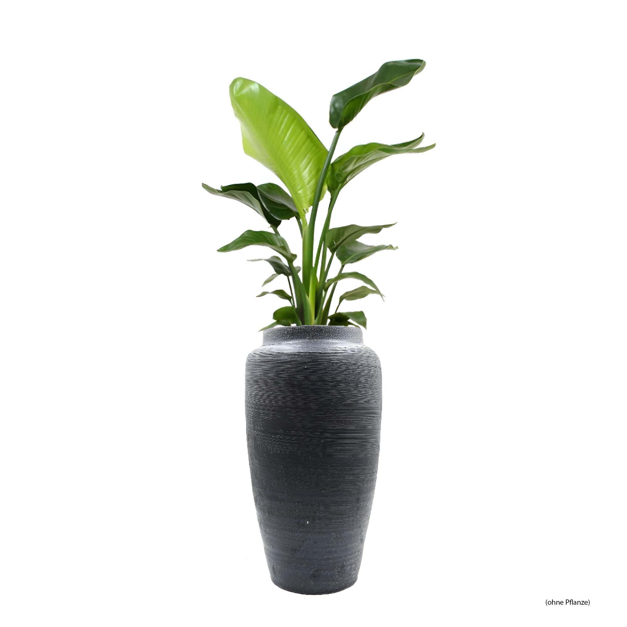 Schwarze Vase von vorne und Beispielspflanze