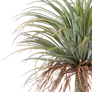Herangezoomtes Bild an die Krone der Palme