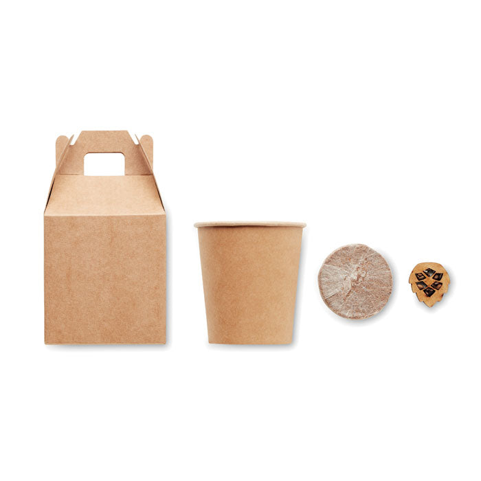 Kit de graines de pin