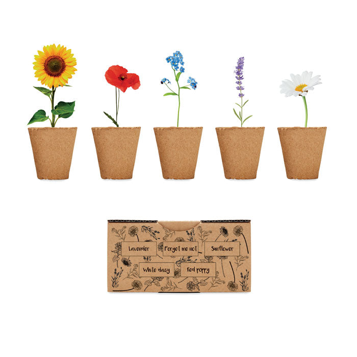 Kit de graines fleurs d'été