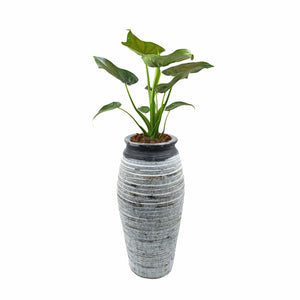 Weiss-grau-schwarze Vase mit Beispielspflanze
