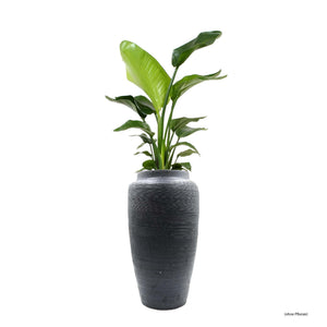 Schwarze Vase von vorne und Beispielspflanze