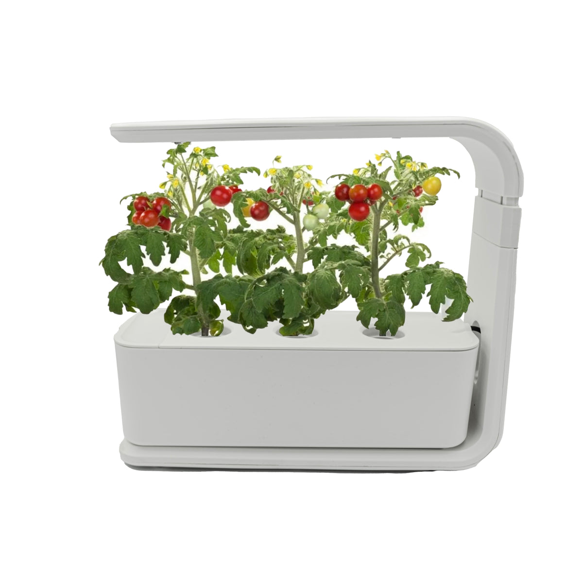 Weisser Indoor-Mini Garten in einem Anwendungsbeispiel mit Tomaten