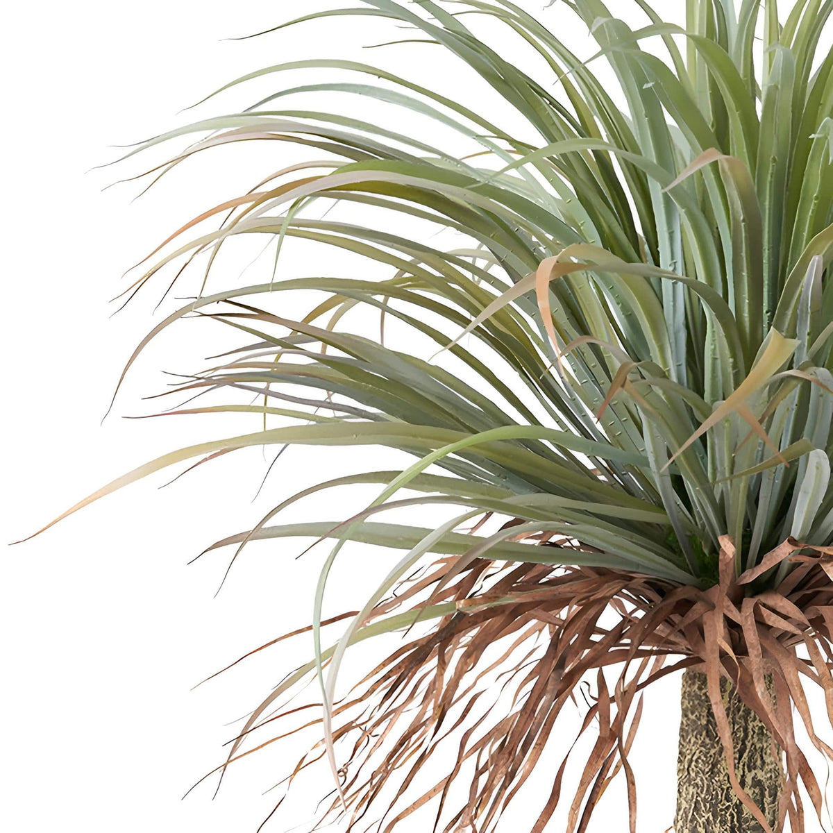 Herangezoomtes Bild an die Krone der Palme