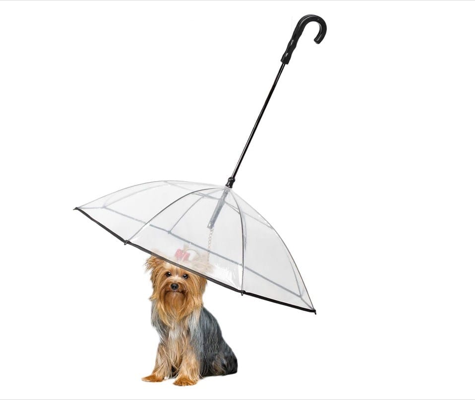 Transparenter Schirm mit Leine für Hund in einem Anwendungsbeispiel