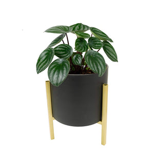 Schwarzer Blumentopf mit goldenem Gerüst in einem Anwendungsbeispiel mit einer Pflanze