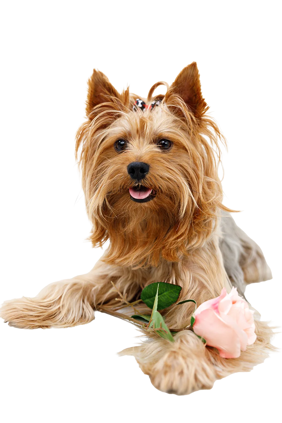 Gilbert, Emotional Support Dog