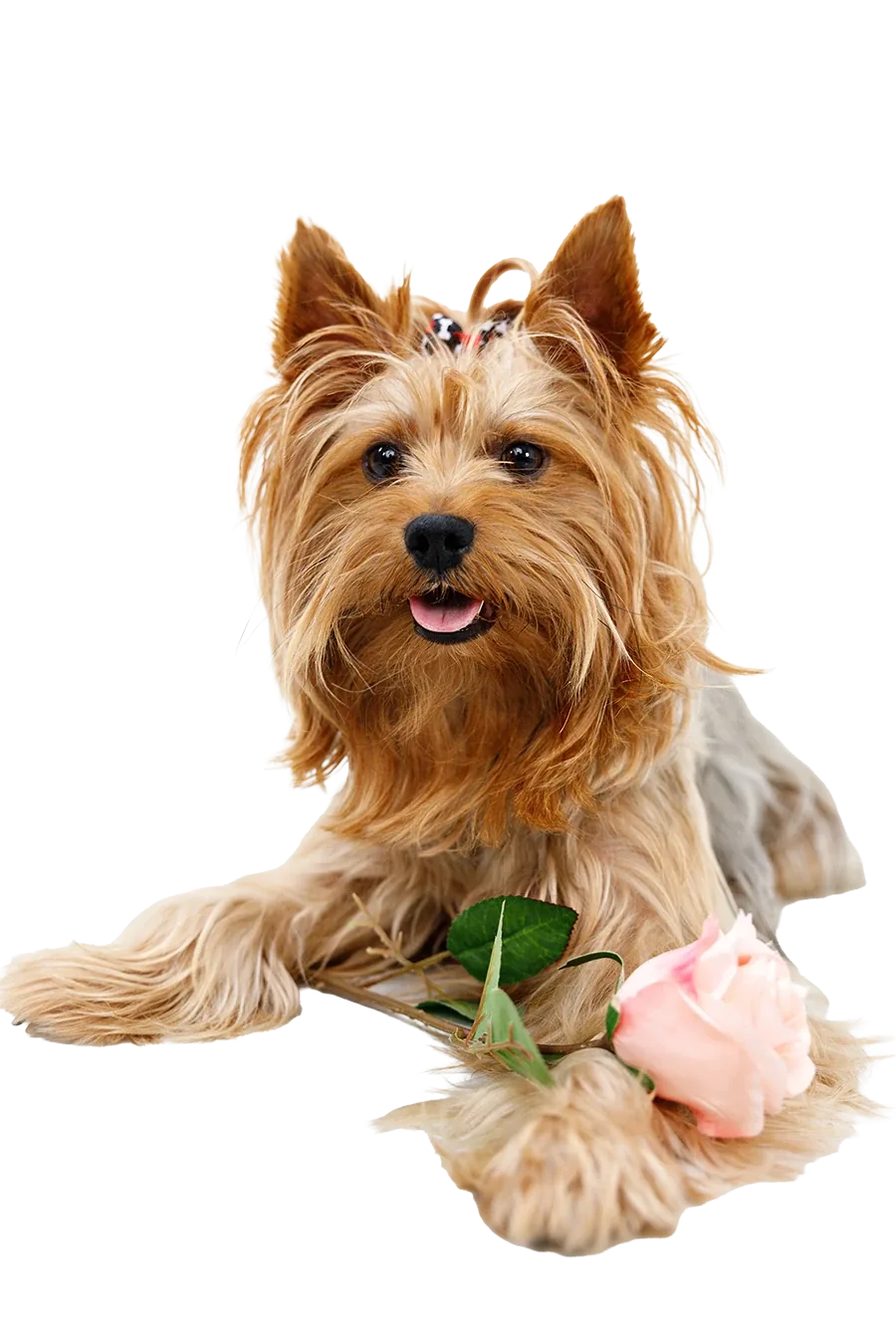 Gilbert, Emotional Support Dog